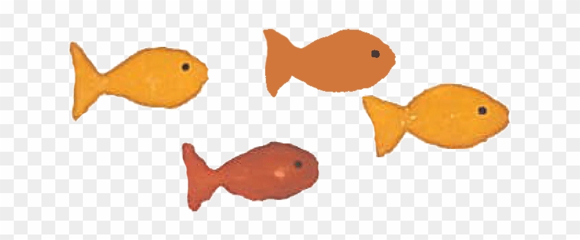 Always Too Quick - Pomacentridae #1212819