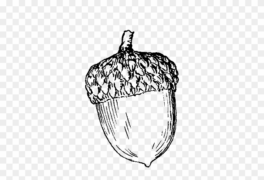 Acorn Drawing - Drawing Of An Acorn #1212933