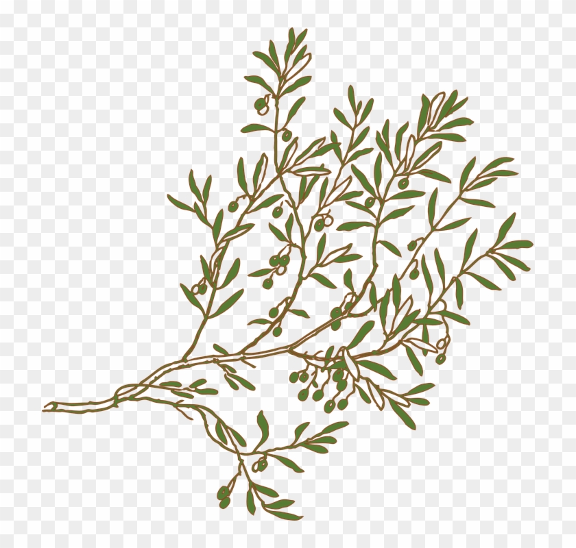 Flower Branches Cliparts 6, Buy Clip Art - Clipart Olive Branch #1213303