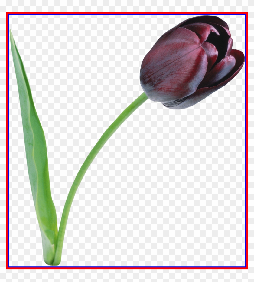 Bouquet Png Lily Bouquet Png Incredible Large Black - Tulips Flowers #1213401