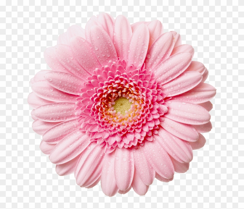 Flower Png #1213903