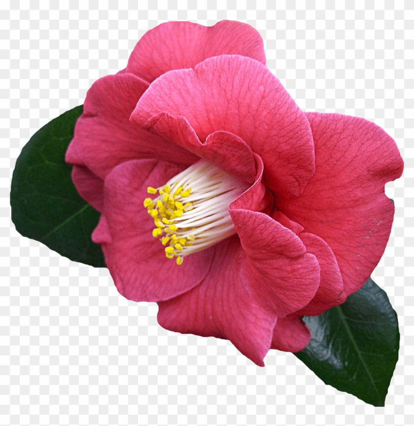 Download - Transparent Background Camellia Flower Png #1213936