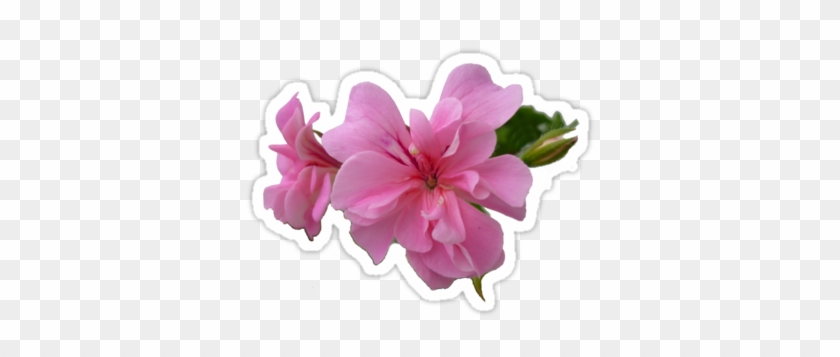 White Flowers Transparent Background Joannfineart › - White #1213978