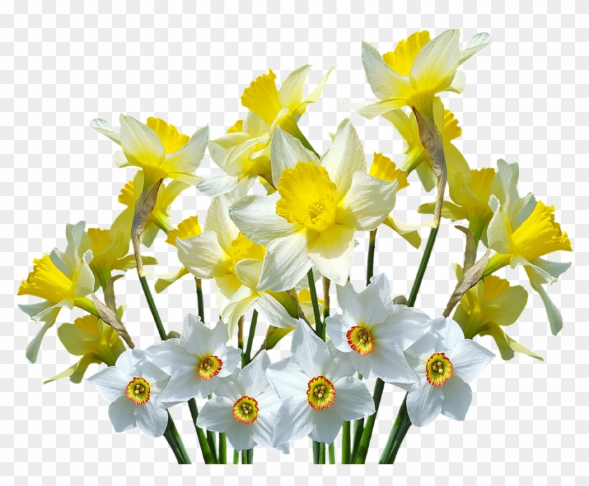 Spring Daffodils Osterglocken Â - Spring Daffodils Osterglocken Â #1213989