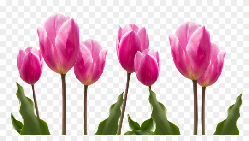 Spring, Tulips, Pink, Nature, Flower, Flowers, Plant - Tulip Flower #1214011