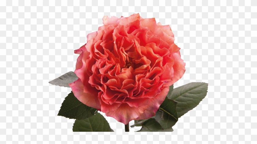 Lush Rose Flower Cartoon Transparent Material - Free Spirit Pink Rose #1214440