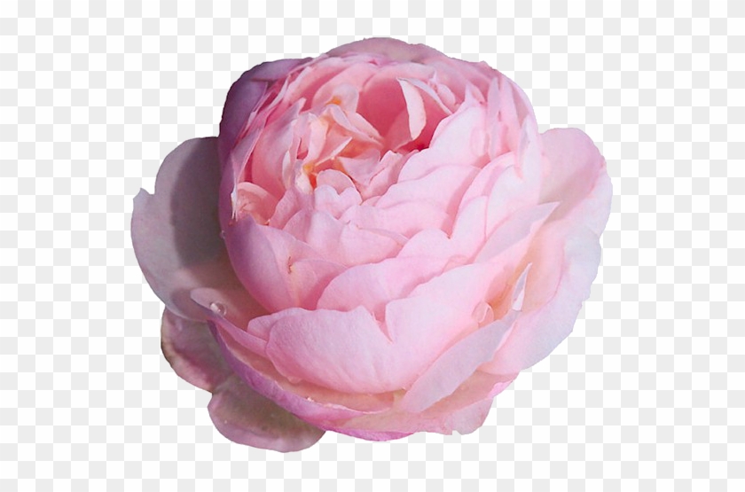 Light Pink Peony - Peony Transparent #1214647