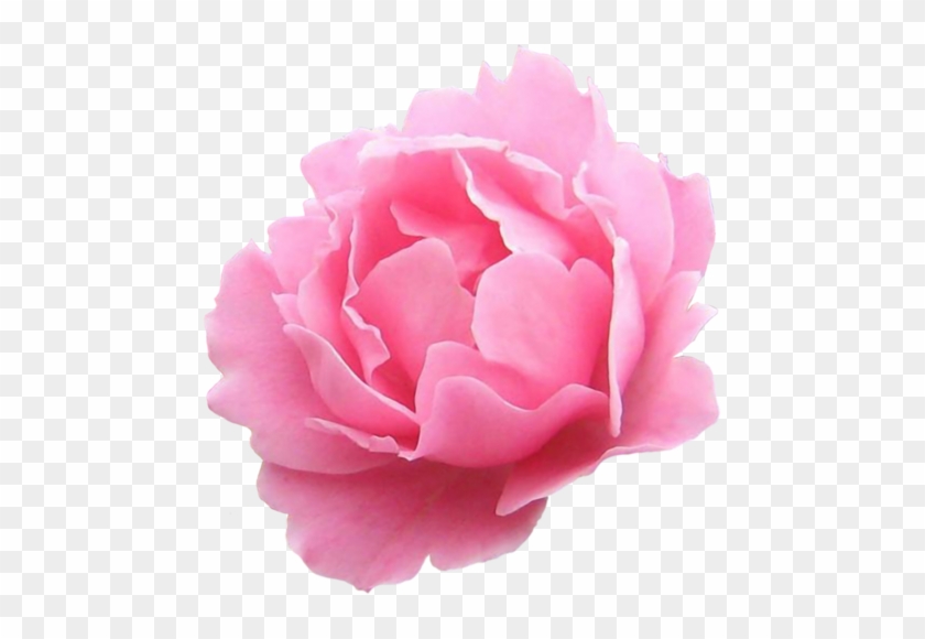 Скачать - Garden Roses #1214661