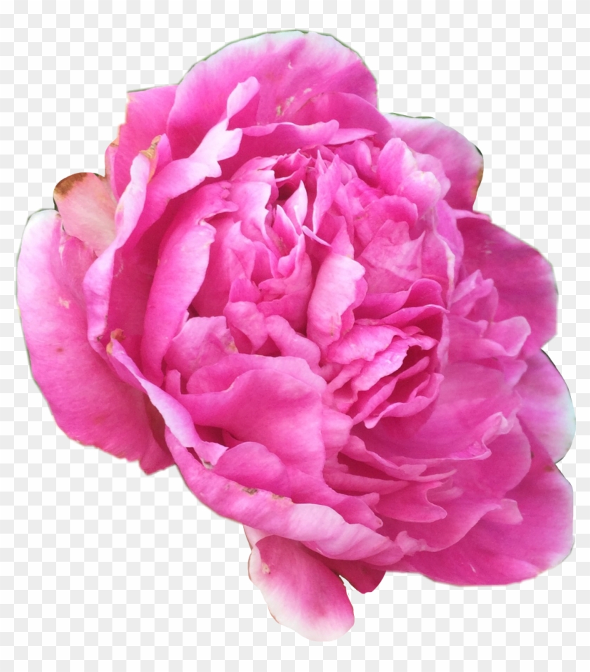 Peony Flower Pink Art Interesting Breastcancerawareness - Rosa × Centifolia #1214675