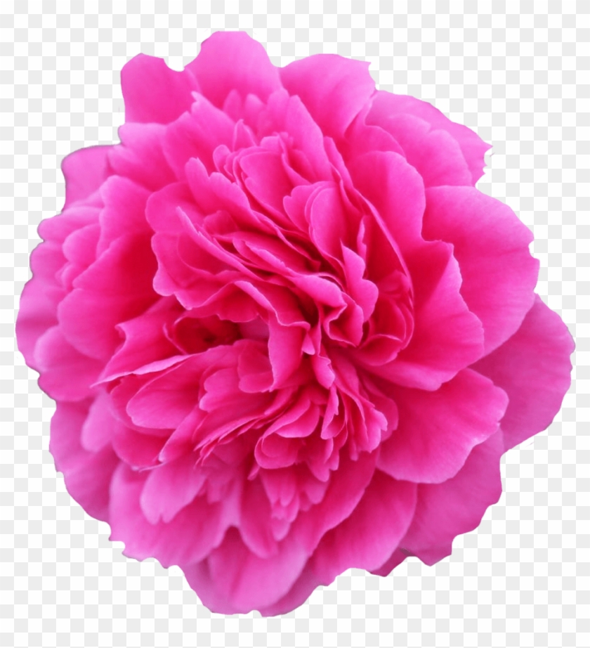 Flower - Free Transparent PNG Clipart Images Download