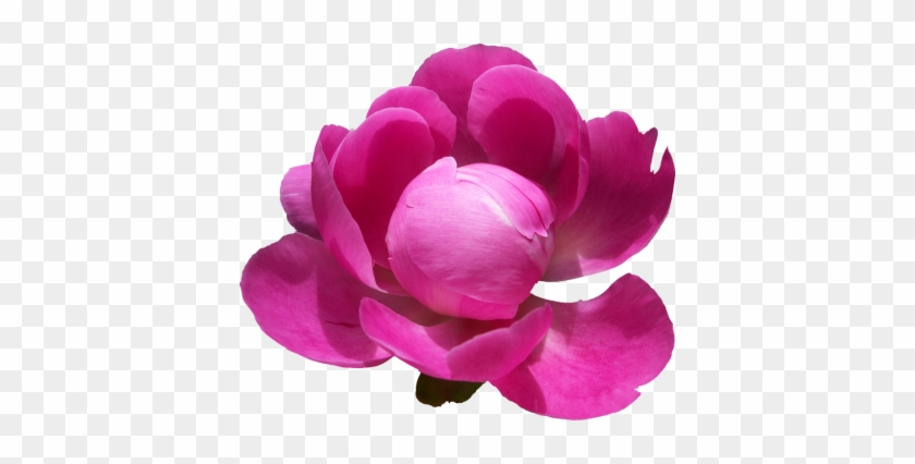 Peony Clipart Transparent Png Images - Peony .png #1214691