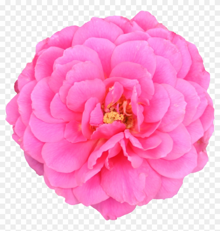 De Scrappincop - Carnations Variety Dark Pink #1214721