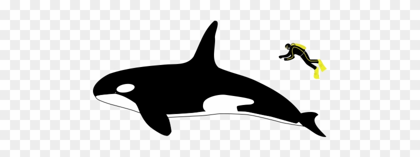 Any Problems That Occur When Running Orca Calculations - Killer Whale Vs Great White Shark Size #1214754