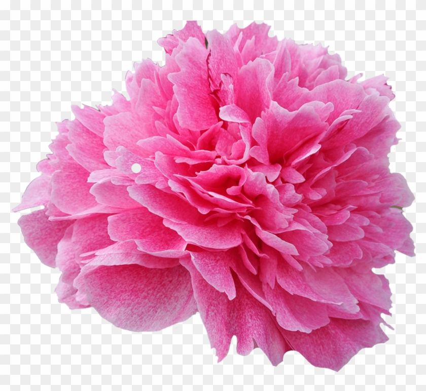 Carnation #1214757