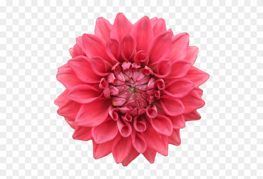 Dahlia - Coral Flower #1214776