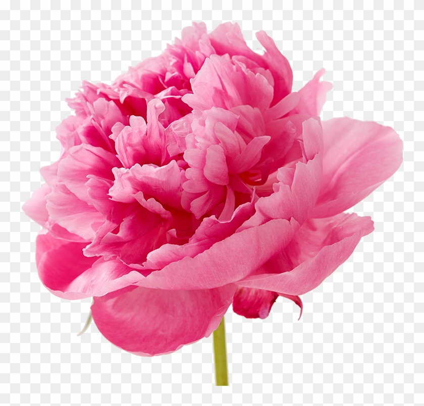 Mothersday Flower - Carnation Tonic Golem #1214793