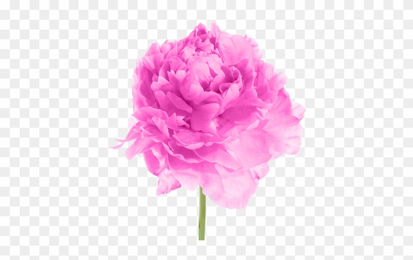 Продолжить Выбор Пионов - カーネーション アリエル #1214811