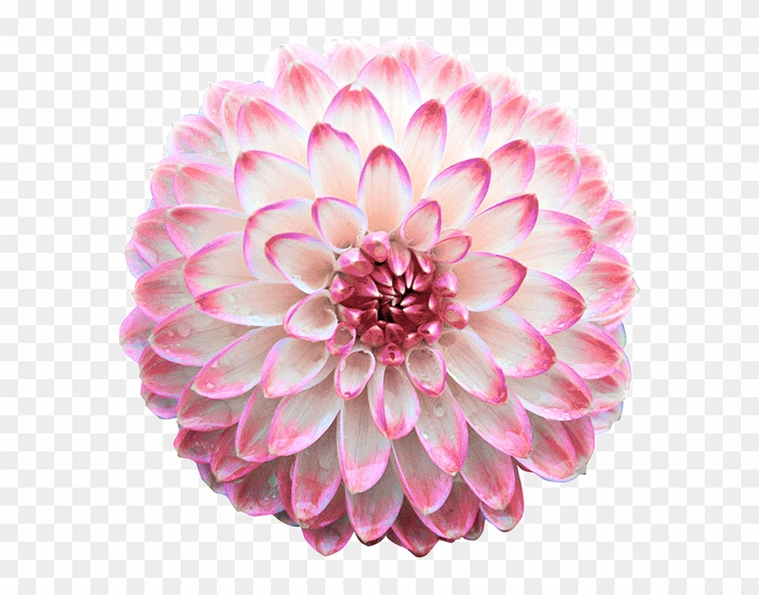 Изображение Для Плейкаста - Dahlia Png #1214813