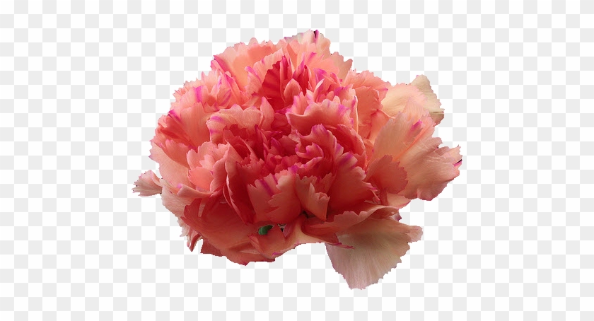 Free Graphics And Clipart - Carnation #1214823