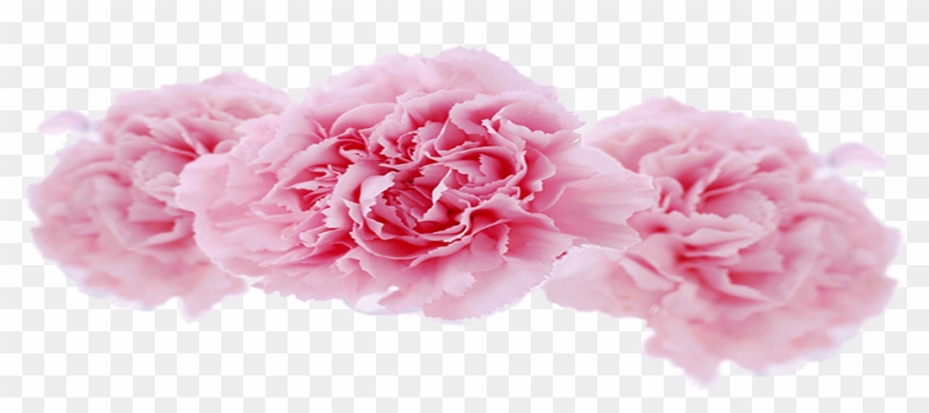 Centifolia Roses Garden Roses Carnation Floral Design - Garden Roses #1214824
