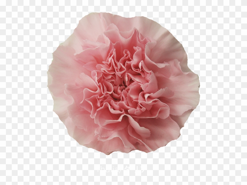 Colibri Flowers Carnation Thalia, Grower Of Carnations, - Carnation #1214830