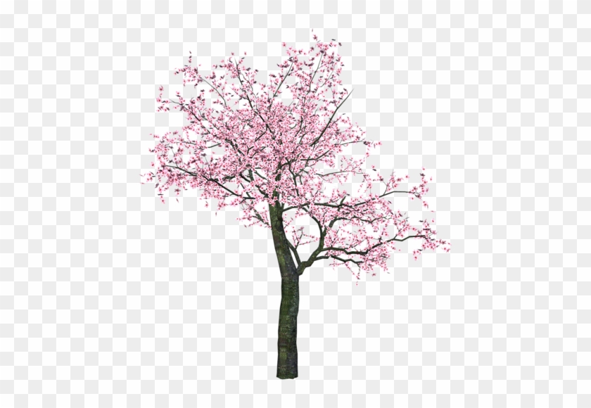 Arana Альбом «clipart / Clipart2 / Spring Trees And - Cherry Tree Png #1214862
