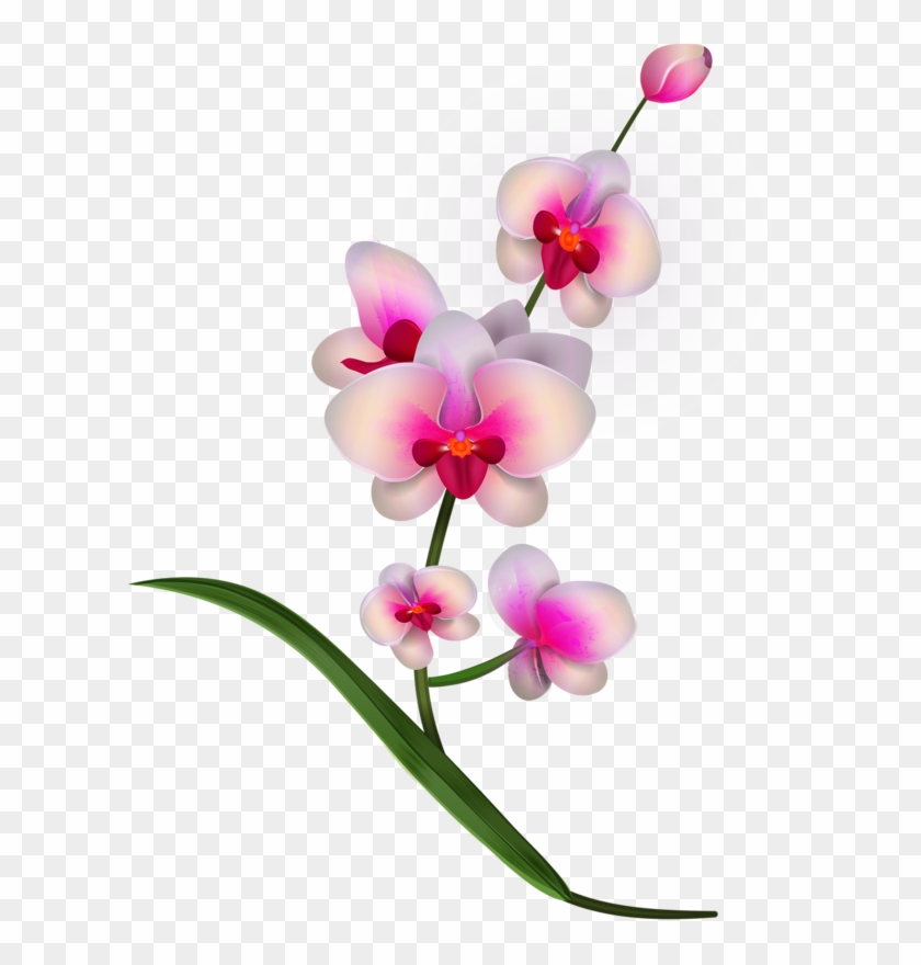 Яндекс - Фотки - Pink Orchids Png Clipart #1215016