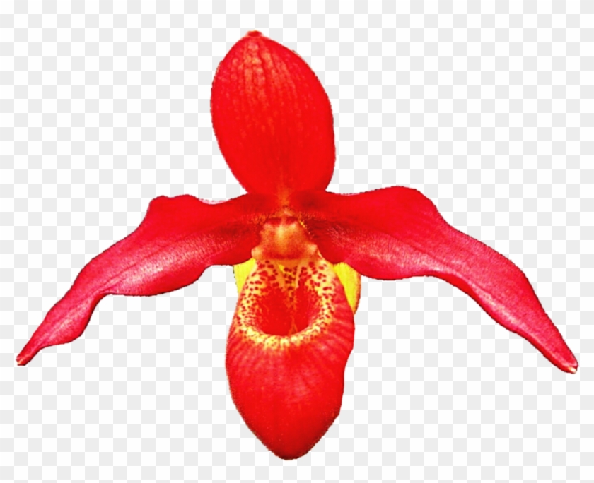 Orange Slipper Orchid By Jeanicebartzen27 Orange Slipper - Orchids Of The Philippines #1215024