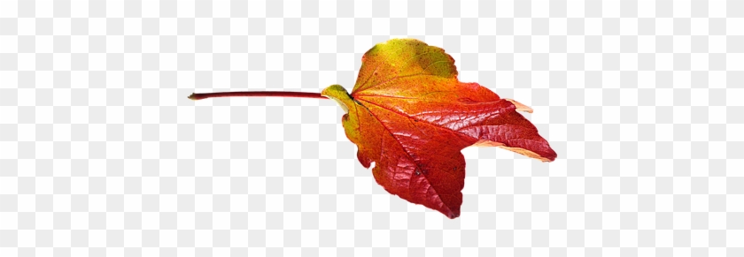 Autumn, Leaves, Leaf, Transparent - Transparent Png Autumn Leaves #1215249