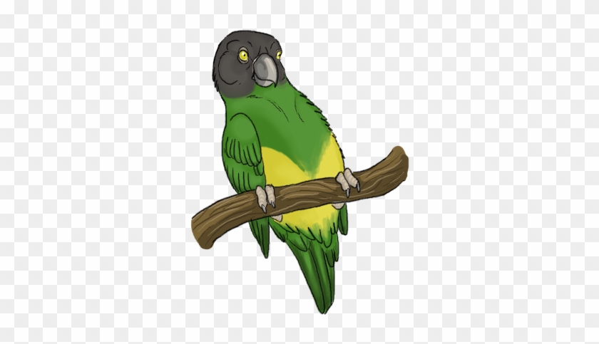 Senegal Parrot Ii By Cockatoo - Lovebird #1216189