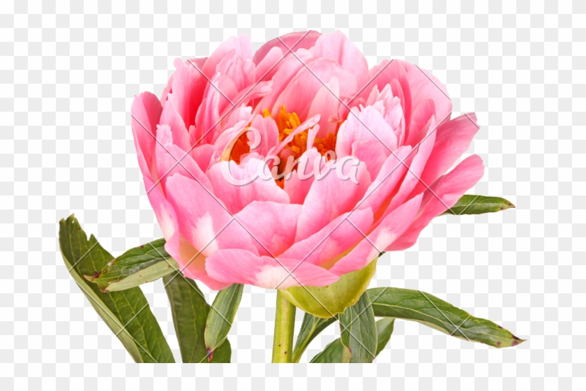 Pink Peony Flower - White #1216875