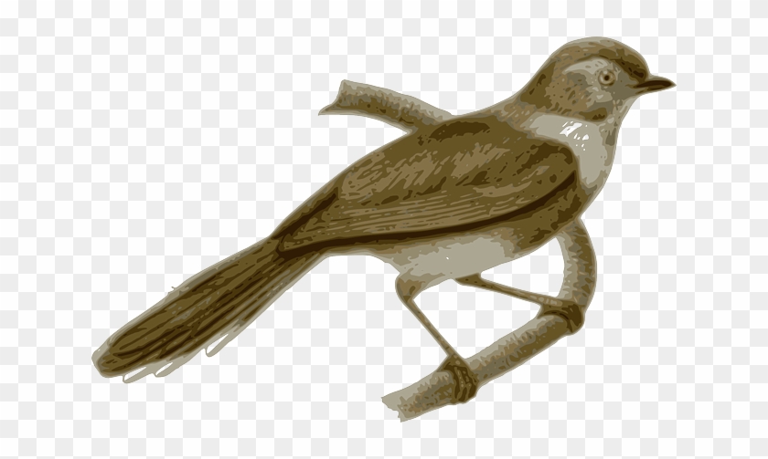Branch Bird, Feathers, Animal, Brown, Sitting, Twig, - Sooty Bushtit #1216966