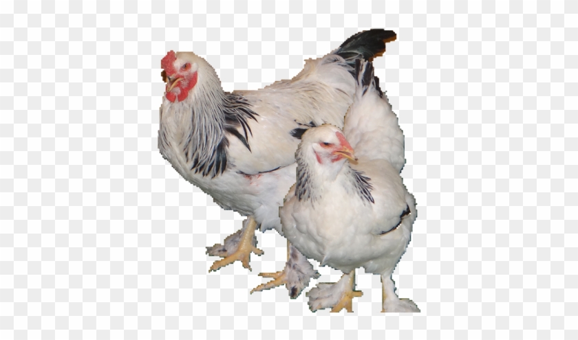 Light Brahmas Are Mainly White In Color With, Black-edged - Rooster #1217008