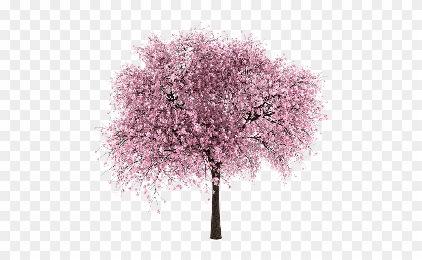13 Oct 2014 - Cherry Blossom Tree Png #1217013