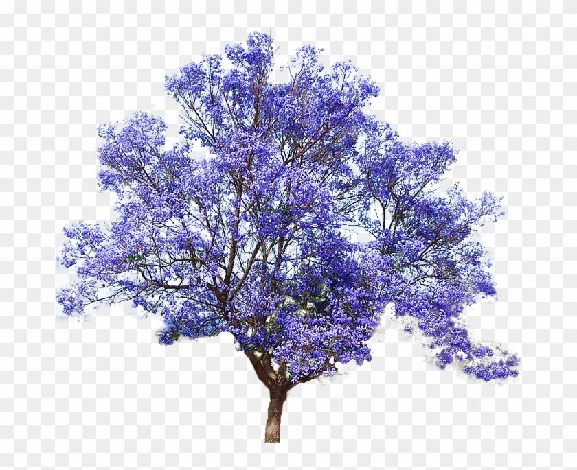 Image7 - Jacaranda Tree Png #1217017