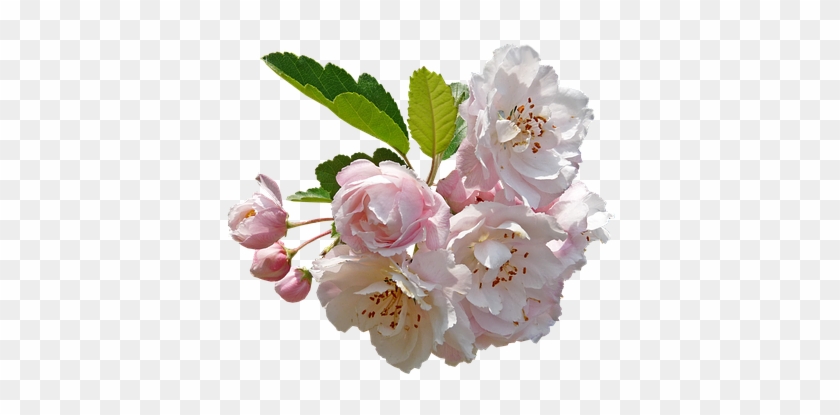 Blossom, Crab Apple, Tree - Apple Tree Blossom Png #1217018