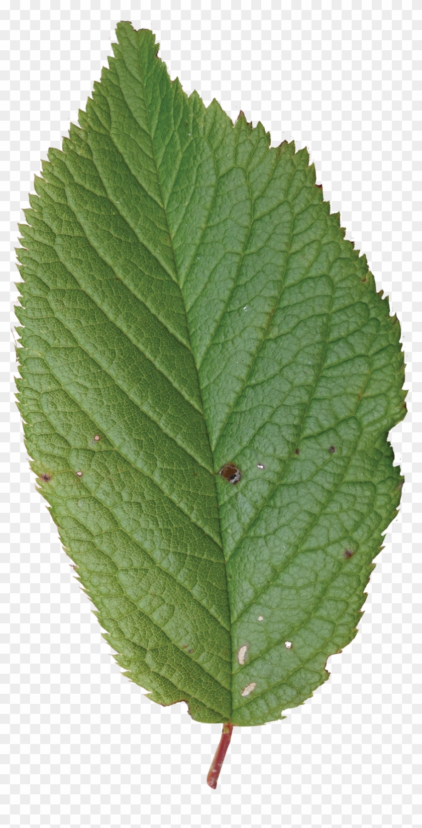 Siberian Crab Apple Tree Leaves #1217025