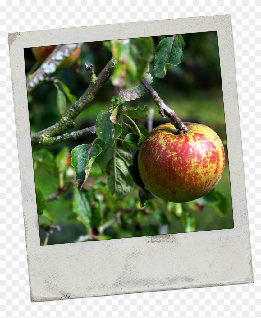 Apple - Apple #1217031