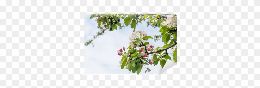 Budding And Blossoming Branches Of A Crabapple Tree - Ilex Decidua #1217033
