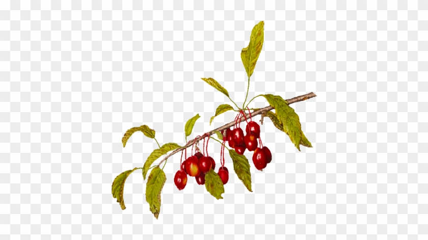 Image 48739 Z Malus Crab Apple - Cherry #1217038