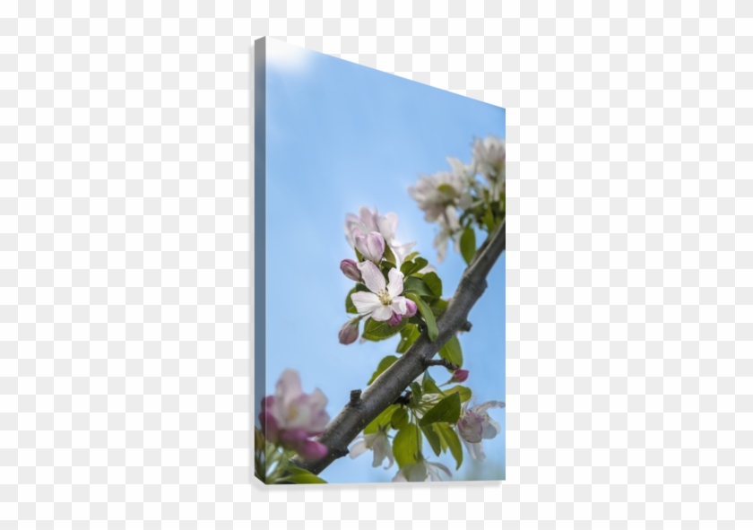 Pink And White Crabapple Flowers Against A Blue Sky - Posterazzi Pink And White Crabapple Flowers Against #1217047