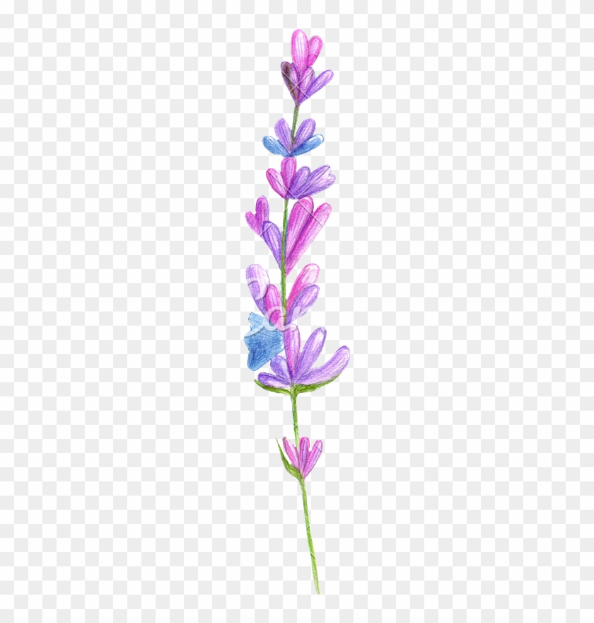 Hand Drawing Of Watercolor Pencil Lavender Blue Flowers - Drawing #1217051