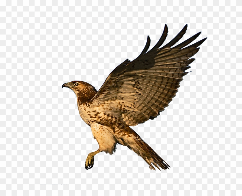 Harris Hawk Clipart Raptor Bird - Hawk #1217105
