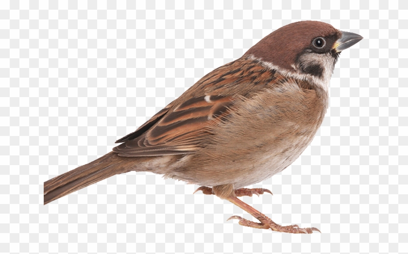 House Sparrow Bird - House Sparrow Bird #1217113