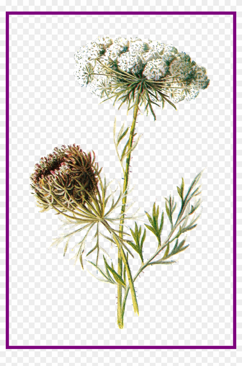 Shocking Antique Wildflower Clip Art Digital For Queen - Clip Art #1217112