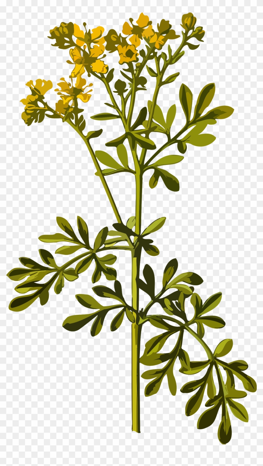 Common Rue By @firkin, From A Drawing In 'medizinal-pflanzen', - Rue Plant Illustration #1217114