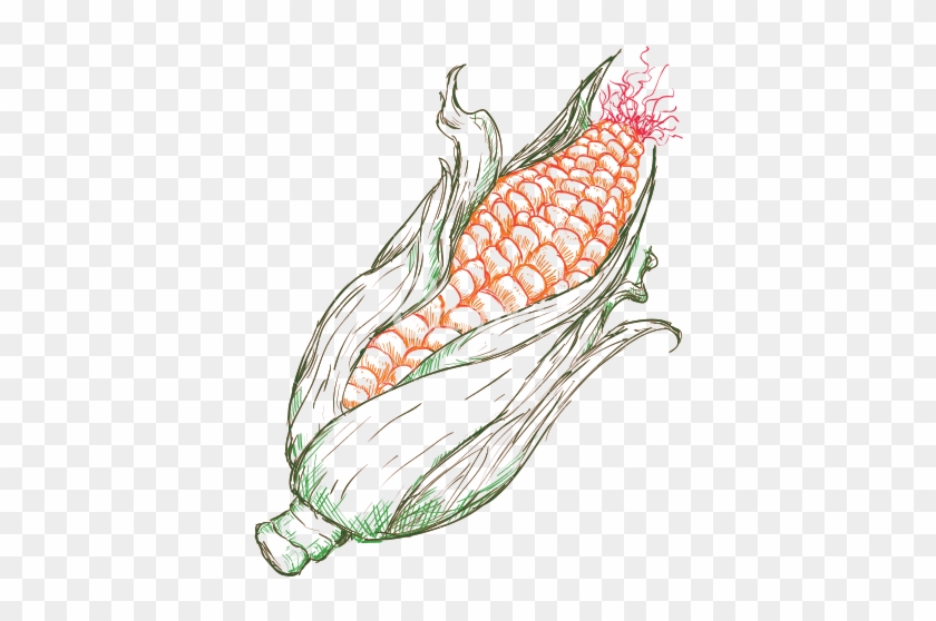 Corn Drawing - Corn Drawing Transparent #1217115