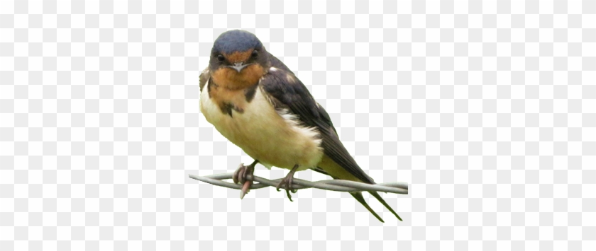 Bird Gard Electronic Bird Repellent Swallow - Swallow Bird Png #1217123