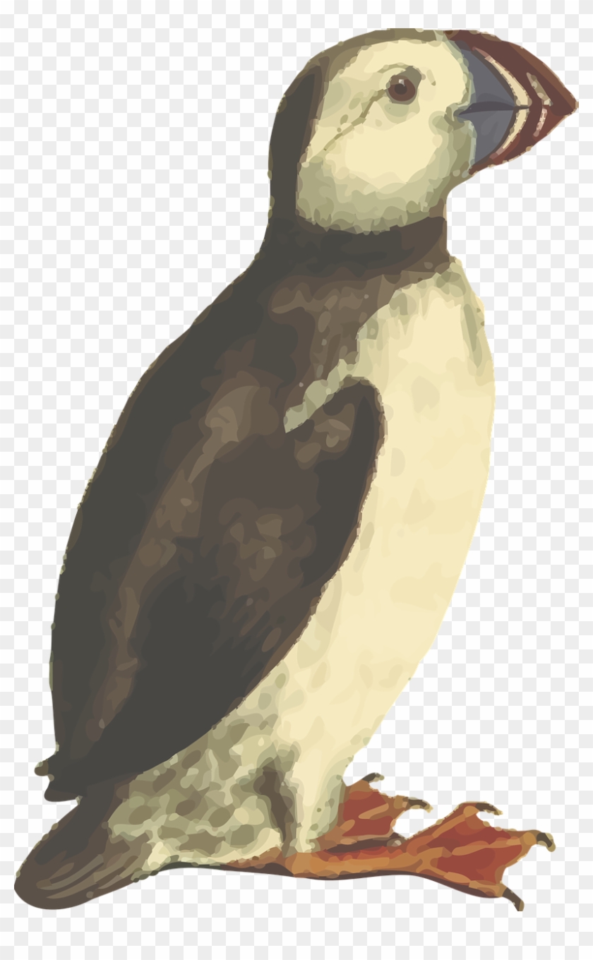 Animal Bird Puffin Png Image - Puffin Bill Transparent #1217128