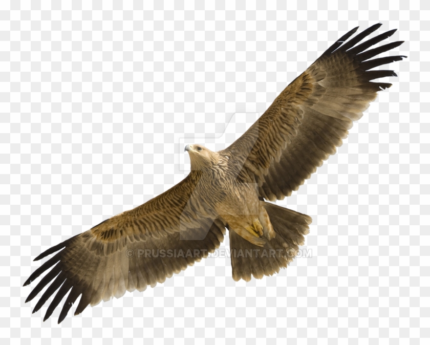 Eastern Imperial Eagle Golden Eagle Bird Egyptian Vulture - Bird Flying Transparent Background #1217132
